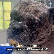 Meningitis in dogs