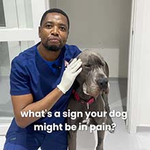 your dog might be in pain