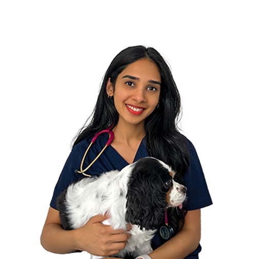 Dr. Kiran Radhakrishnan in Modern Vet Clinic