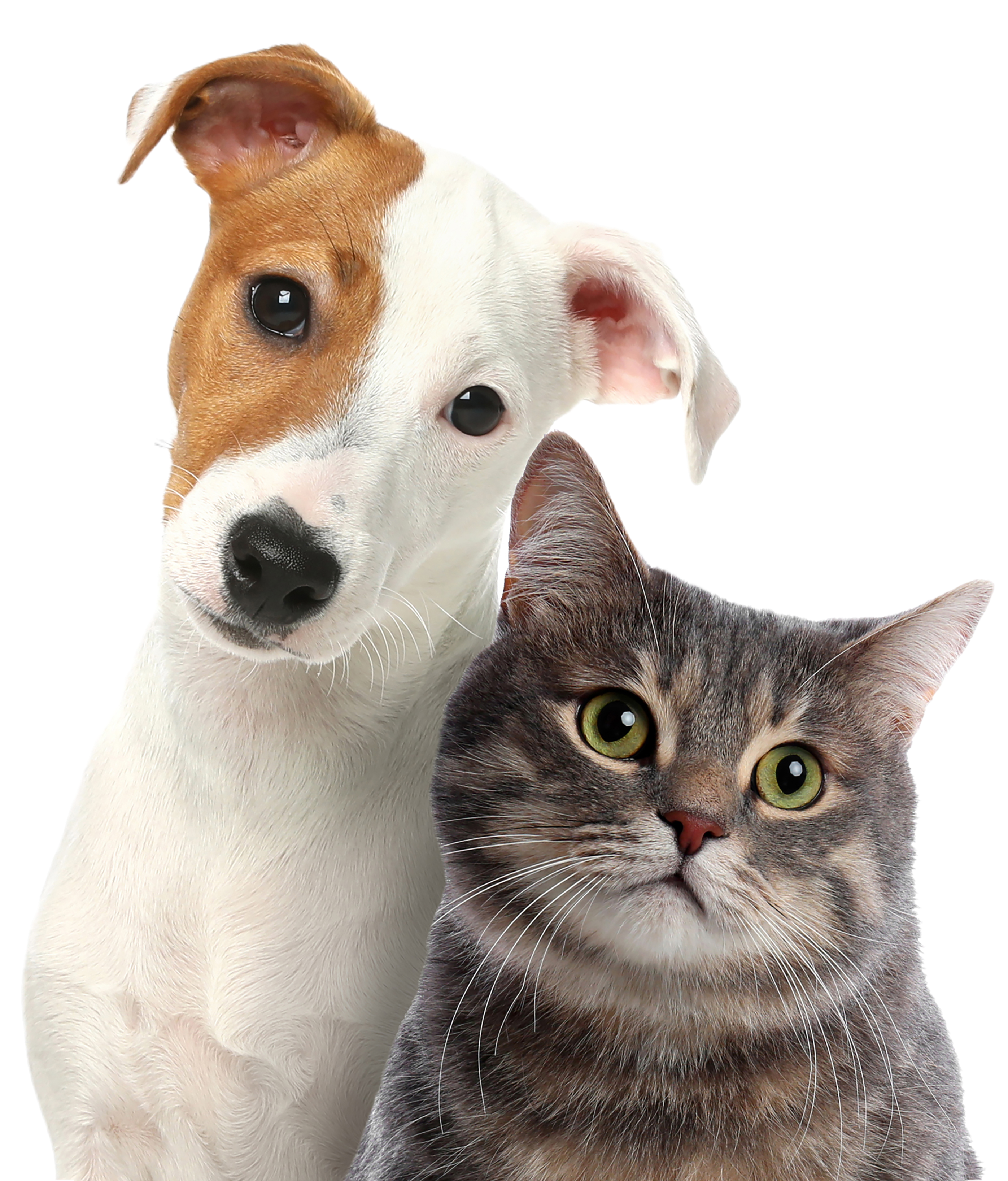 cat and dog