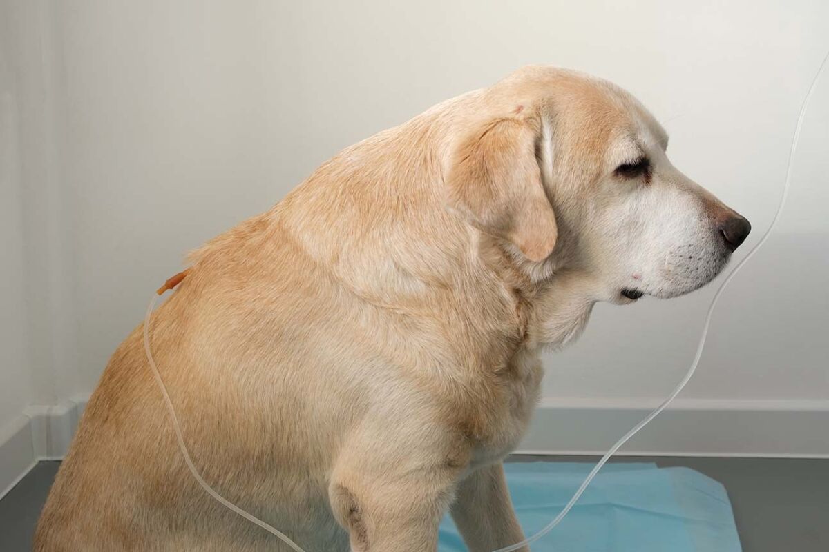 Symptoms Of Kidney Failure In Dogs Photo Inspiration