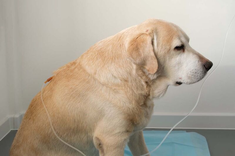 Image showcasing Symptoms of Kidney Failure in Dogs — Modern Vet