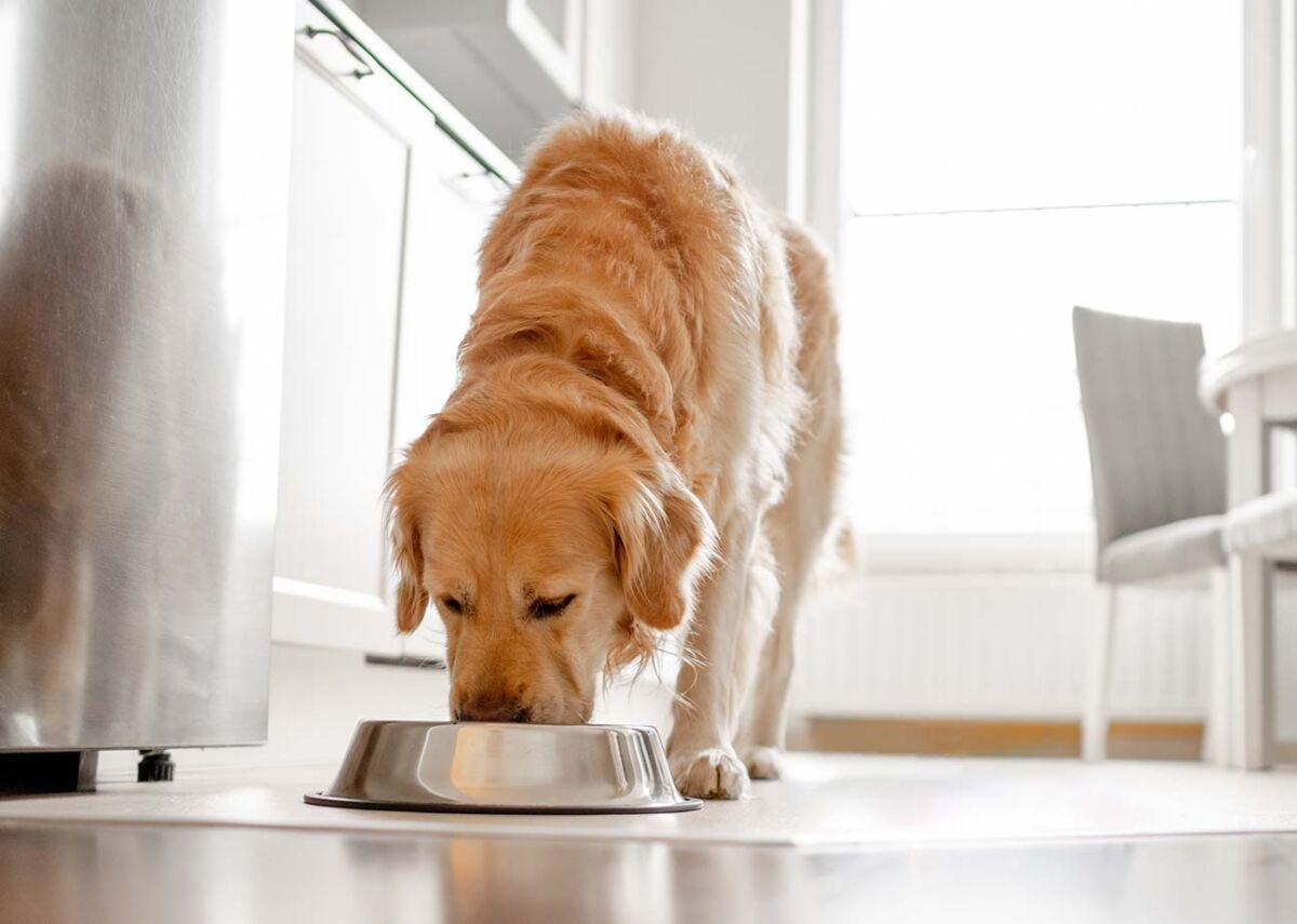 Can Dogs Eat Quinoa Health Benefits And Risks Photo Inspiration