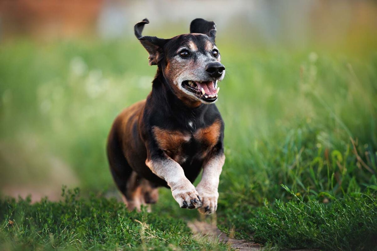 Curated visual reference: Pancreatitis In Dogs Veterinary Care Reference: Signs Of Pancreatitis In Dogs