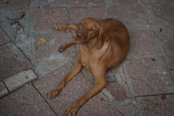 Curated visual reference: Gallery Detail: Sudden Weight Loss In Dogs