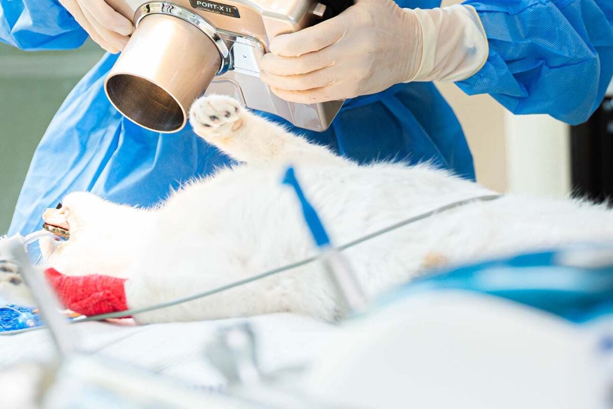 Cat Castration In Dubai Expert Neutering Guide Modern Vet UAE cat-castration-in-dubai-expert-neutering-guide-modern-vet-uae