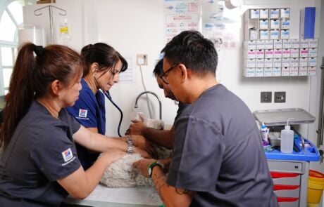 Veterinary