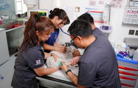 Vets