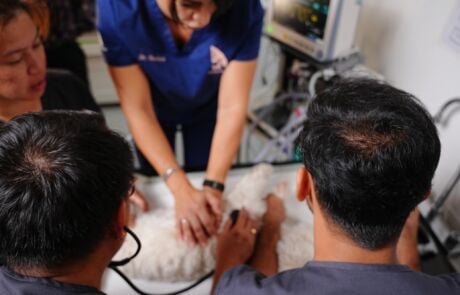 Vet