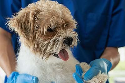 DOG SPAYING & NEUTERING 1 (1) dog in vet