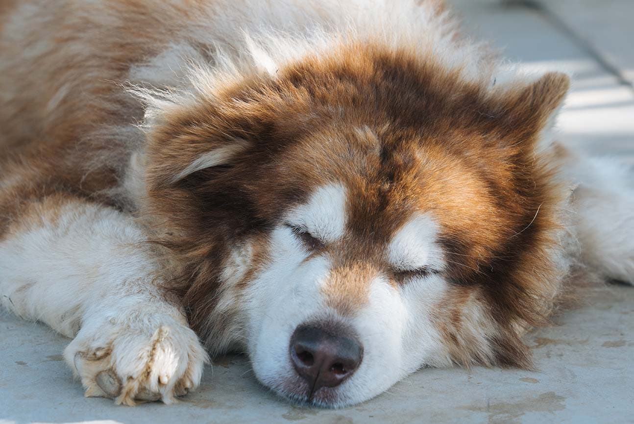 Lethargy in Dogs