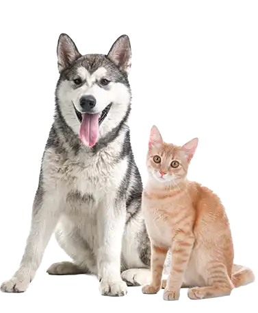 Pet Consultation serv4 dog and cat