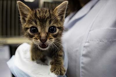 cat spay (1) cat vet