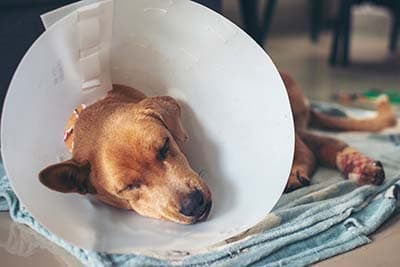 dog in cone