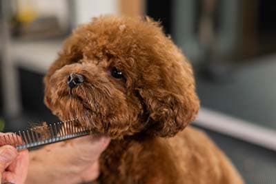 grooming serv (1) dog on grooming