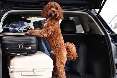 pet relocation 1 (1) dog travel