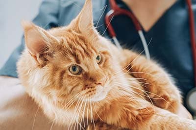 vet for cat 1 (1) cat in vet