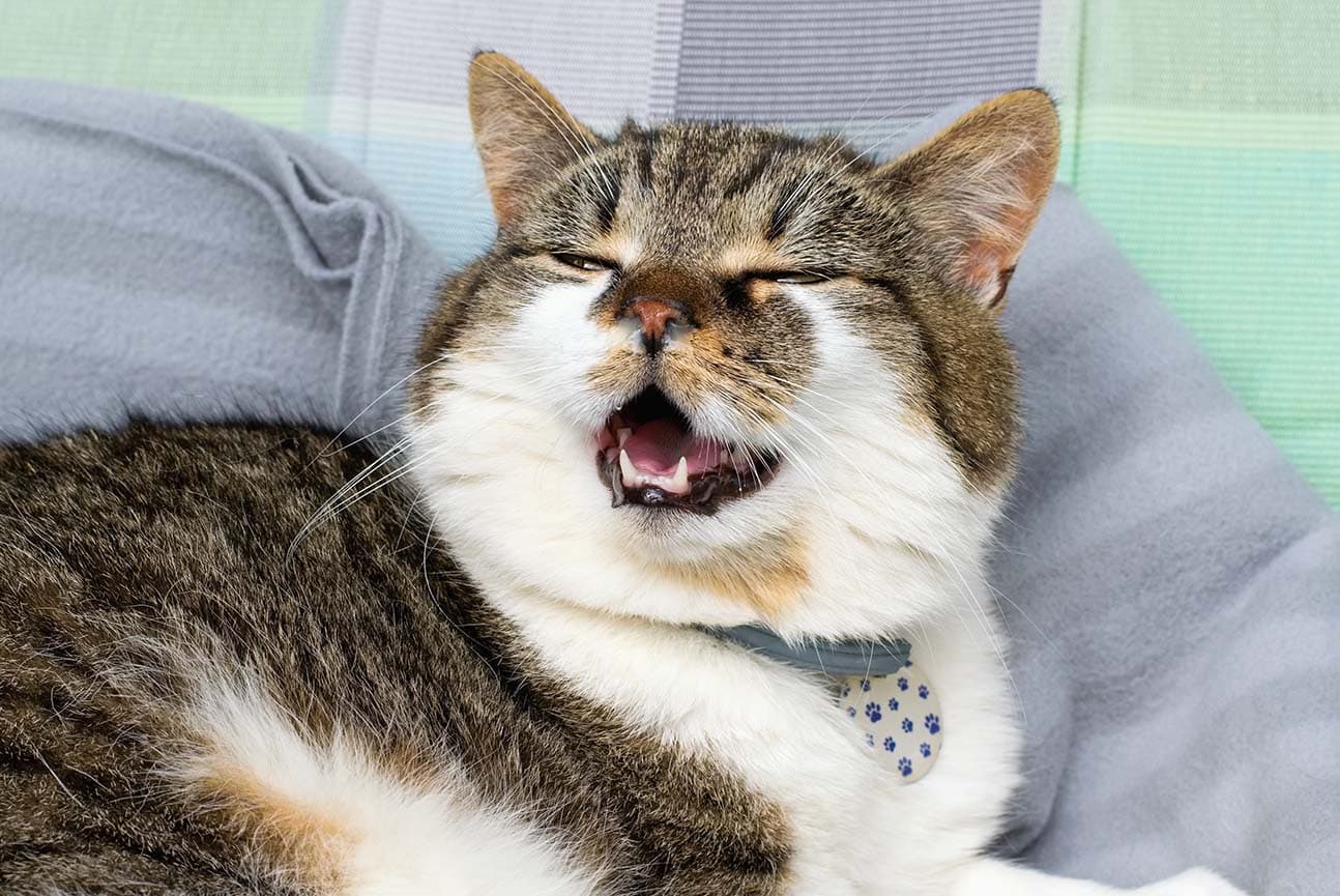 Bad Breath in Cats (1) Bad Breath in Cats