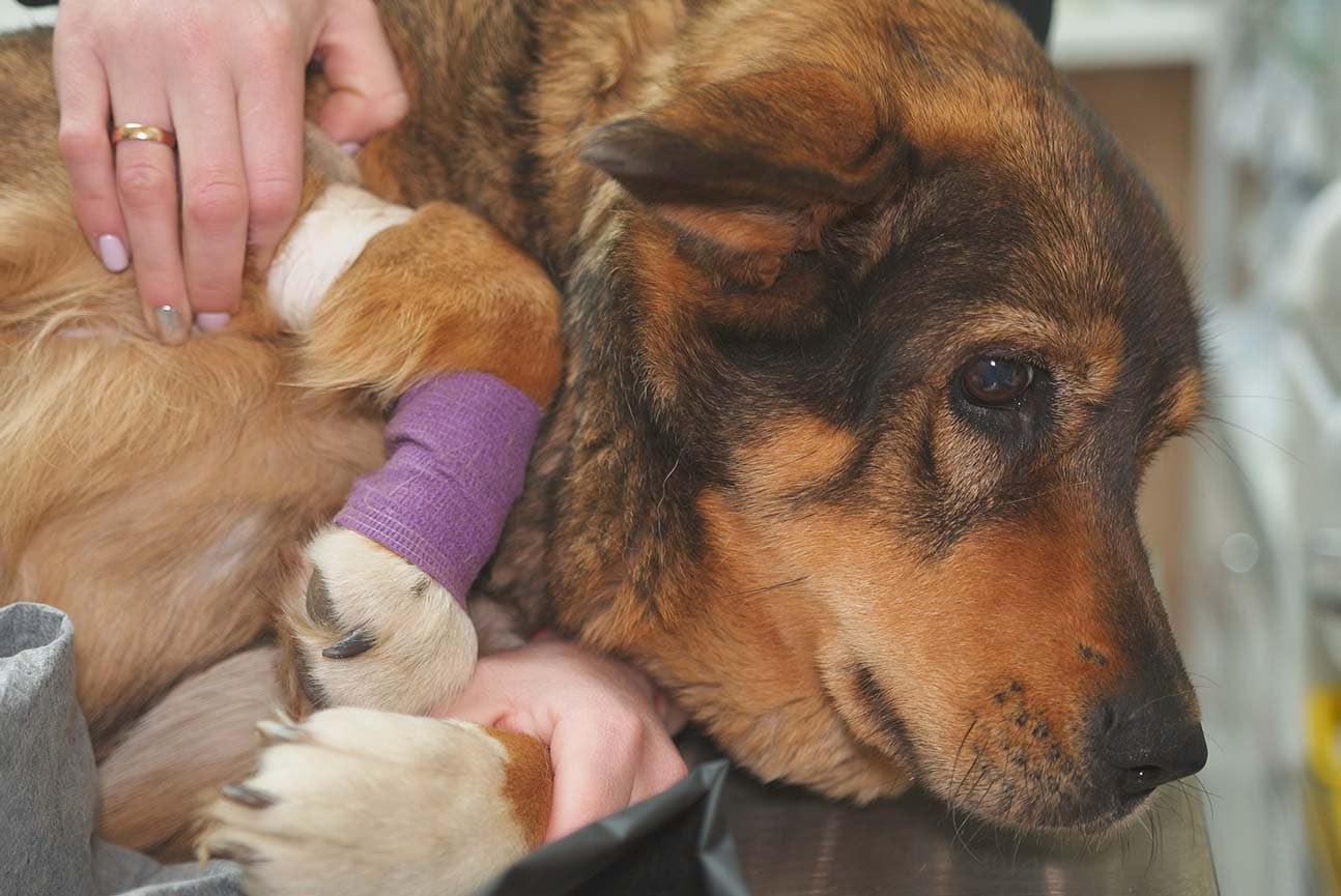 Broken Bones in Dogs