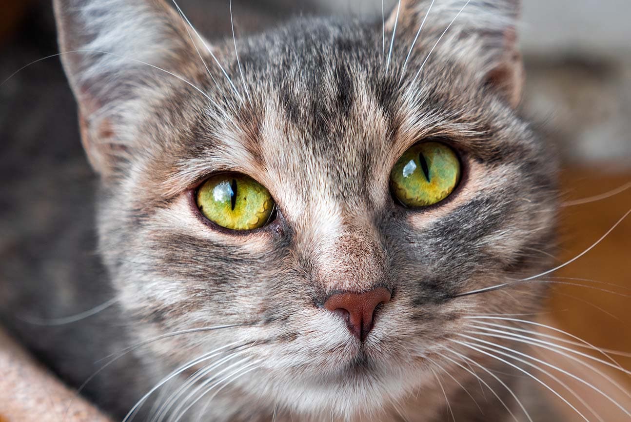 Conjunctivitis in Cats