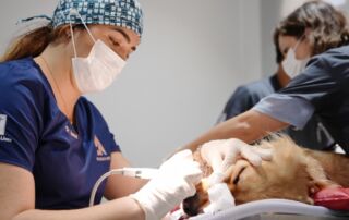 Veterinary