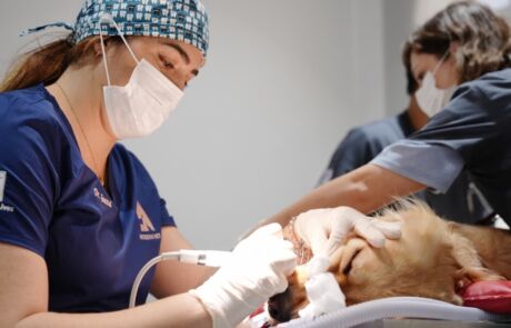 Veterinary