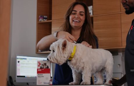 Vet with dog