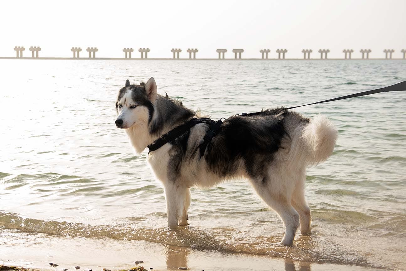Dog Beach Dubai