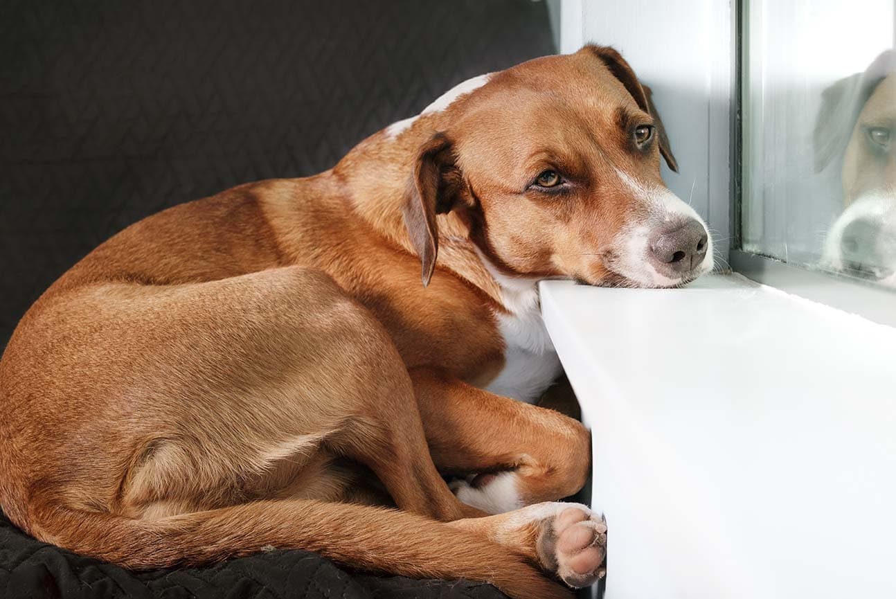 Grape and Raisin Poisoning in Dogs