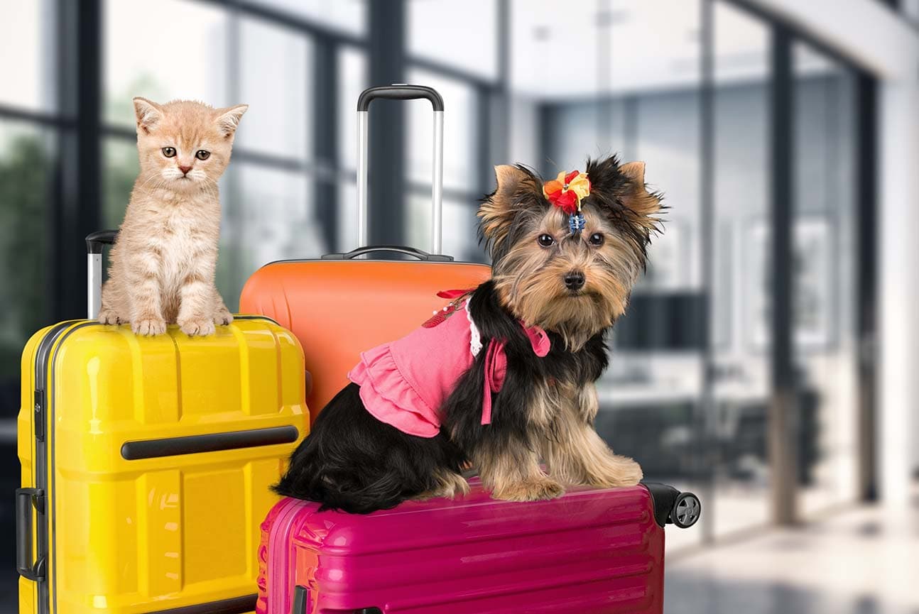 Pet friendly hotels dubai