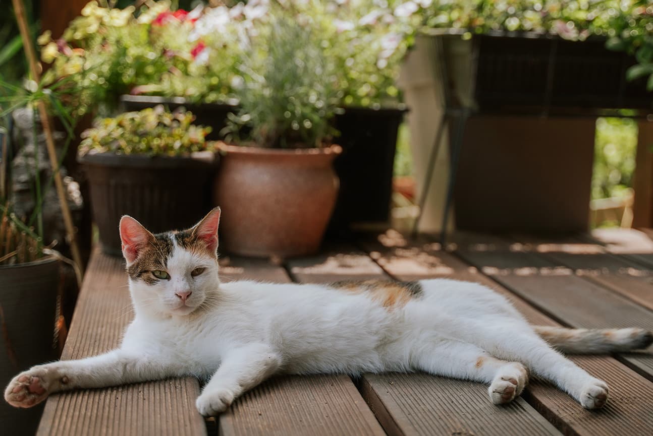 Xylitol Poisoning in Cats