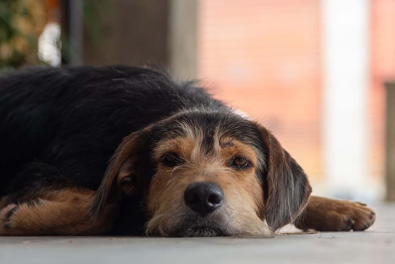 Xylitol Poisoning in Dogs