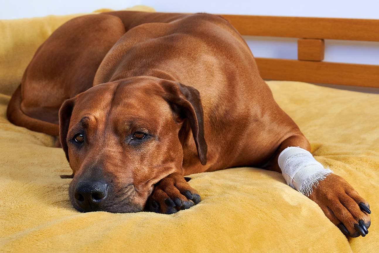 Cleaning Wounds in Dogs