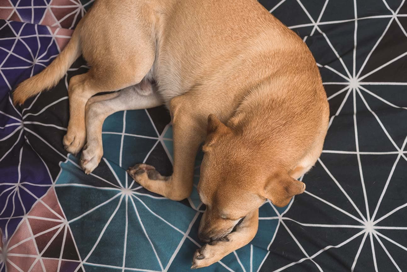 Overgrooming in Dogs