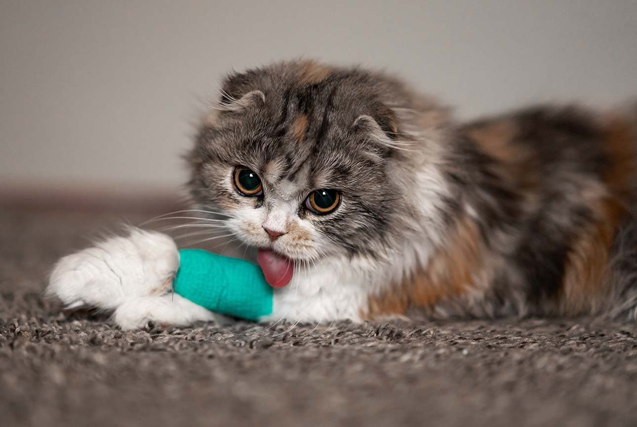 Sprains and Strains in Cats