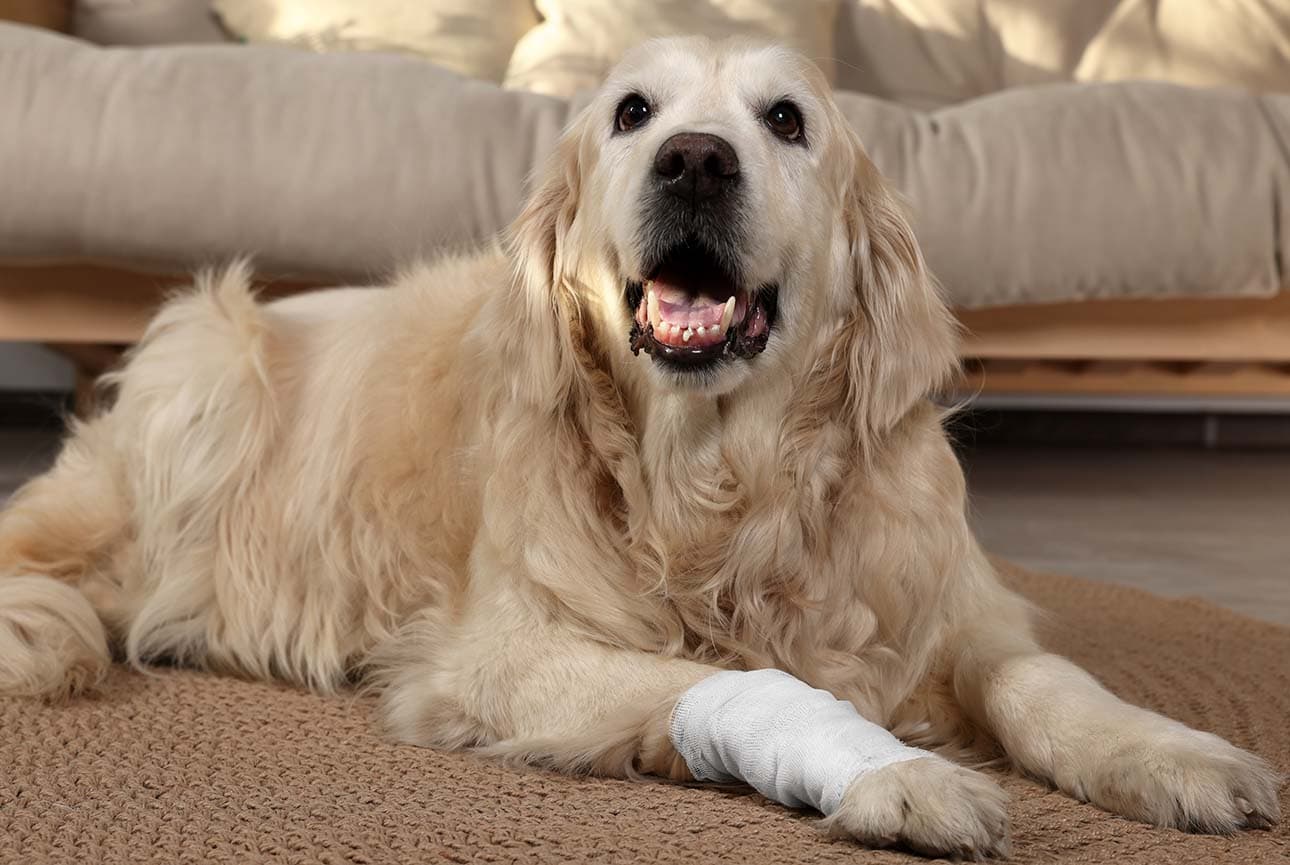 Sprains and Strains in Dogs