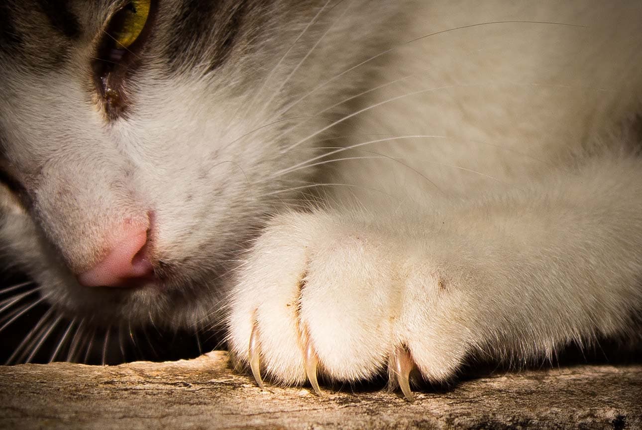 Torn Nails in Cats