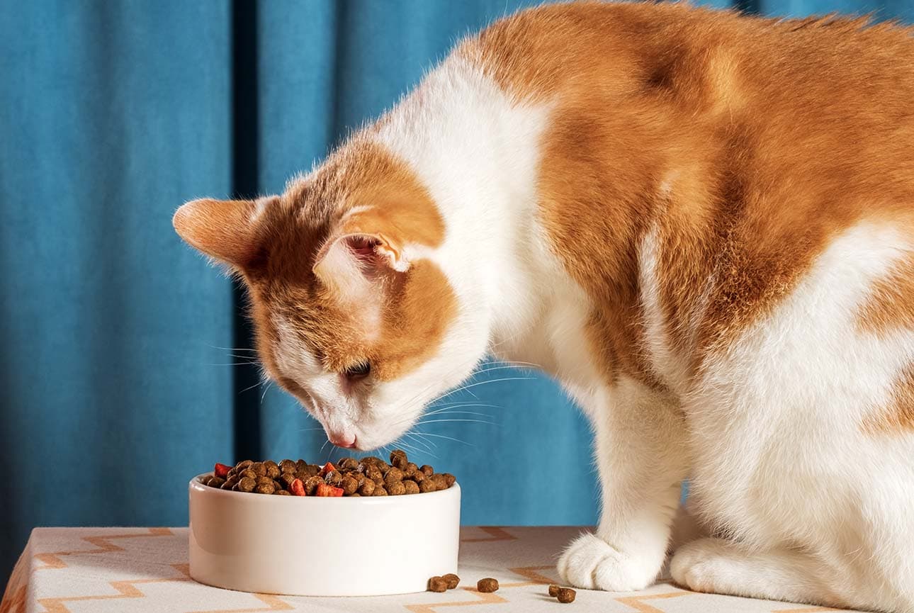 Food Allergies in Cats