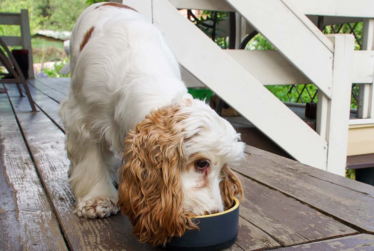 Food Allergies in Dogs