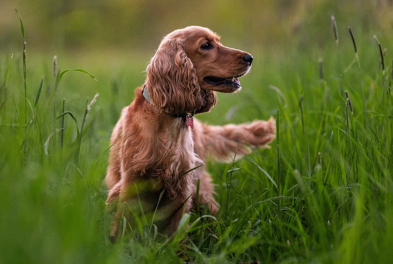 Intoxication (Poisoning) in Dogs