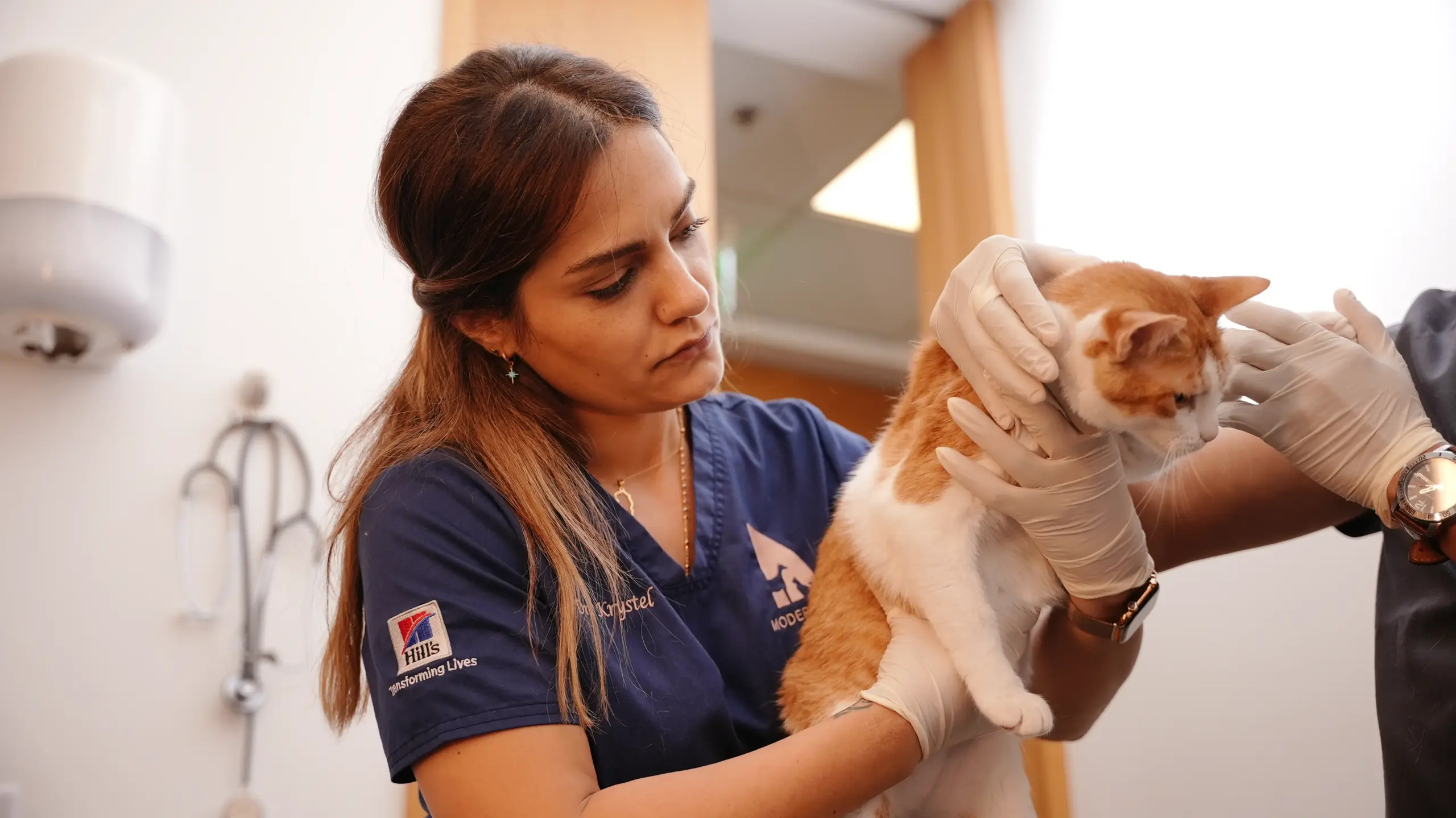FELINE LOWER URINARY TRACT DISEASE