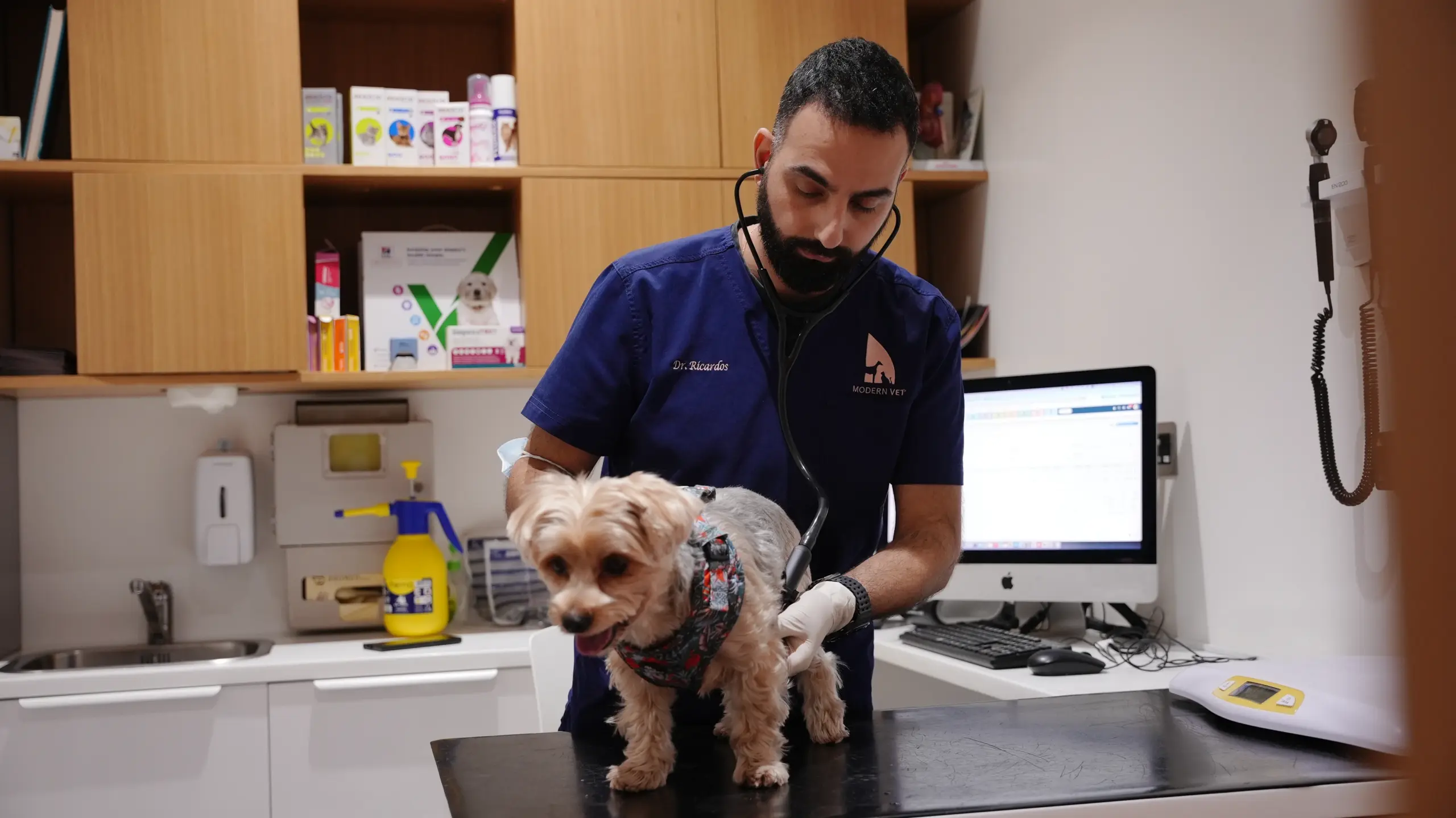 Veterinarian examination paw