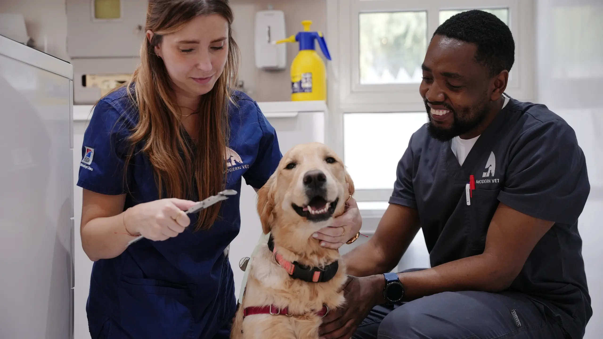 MAST CELL TUMOR DOGS