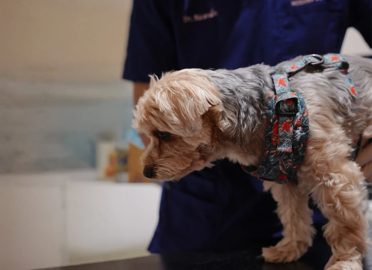 Dog with vet