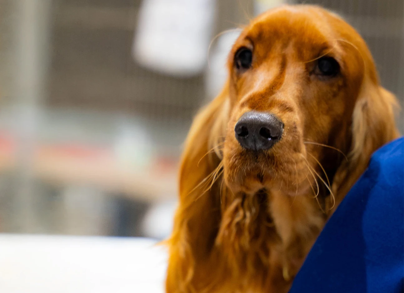 pancreatitis in dogs