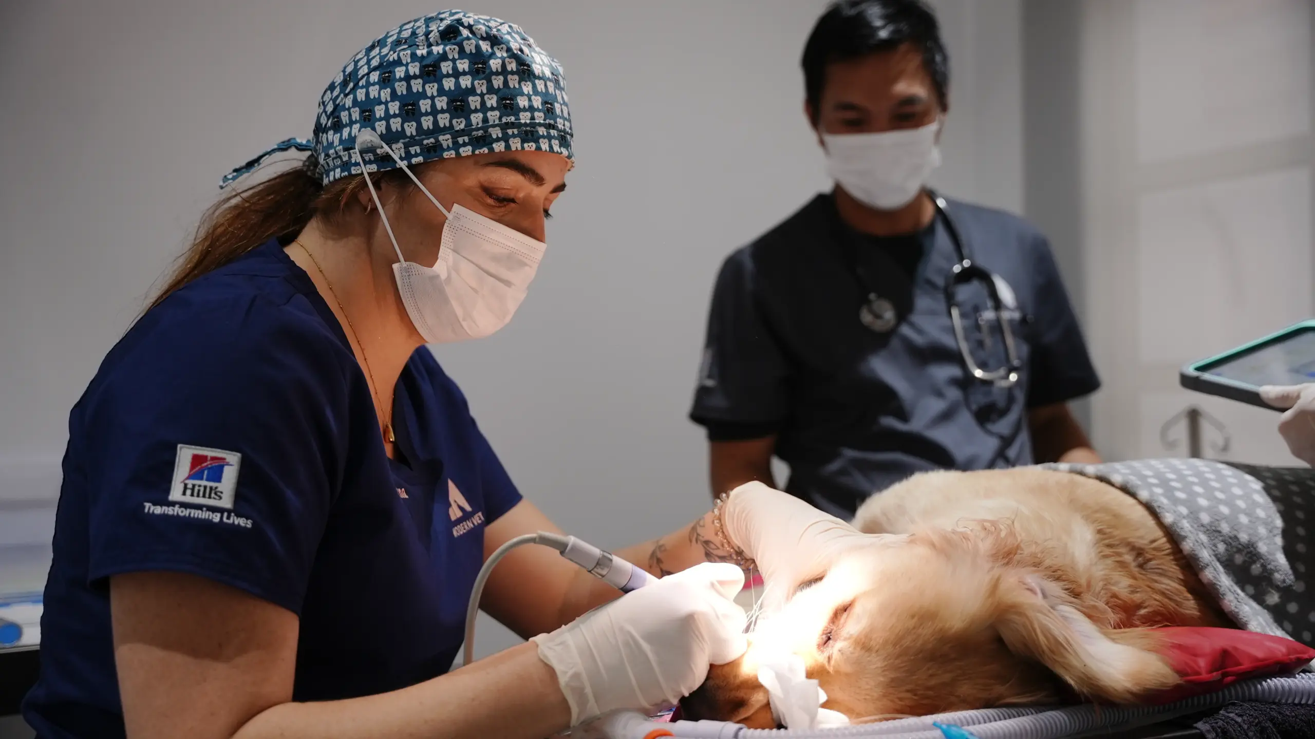 PERIODONTAL DISEASE IN DOGS