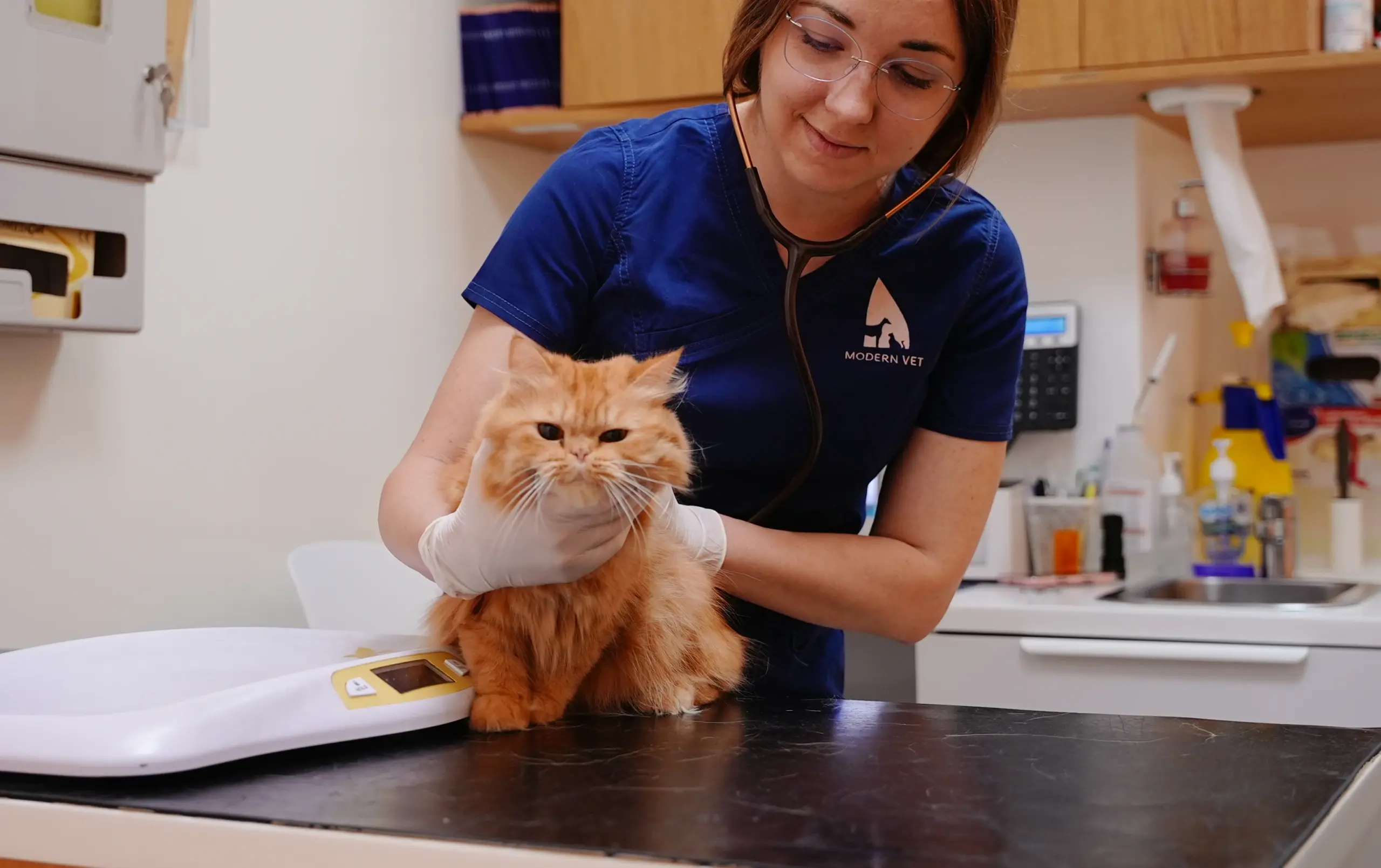 DIARRHEA IN CATS