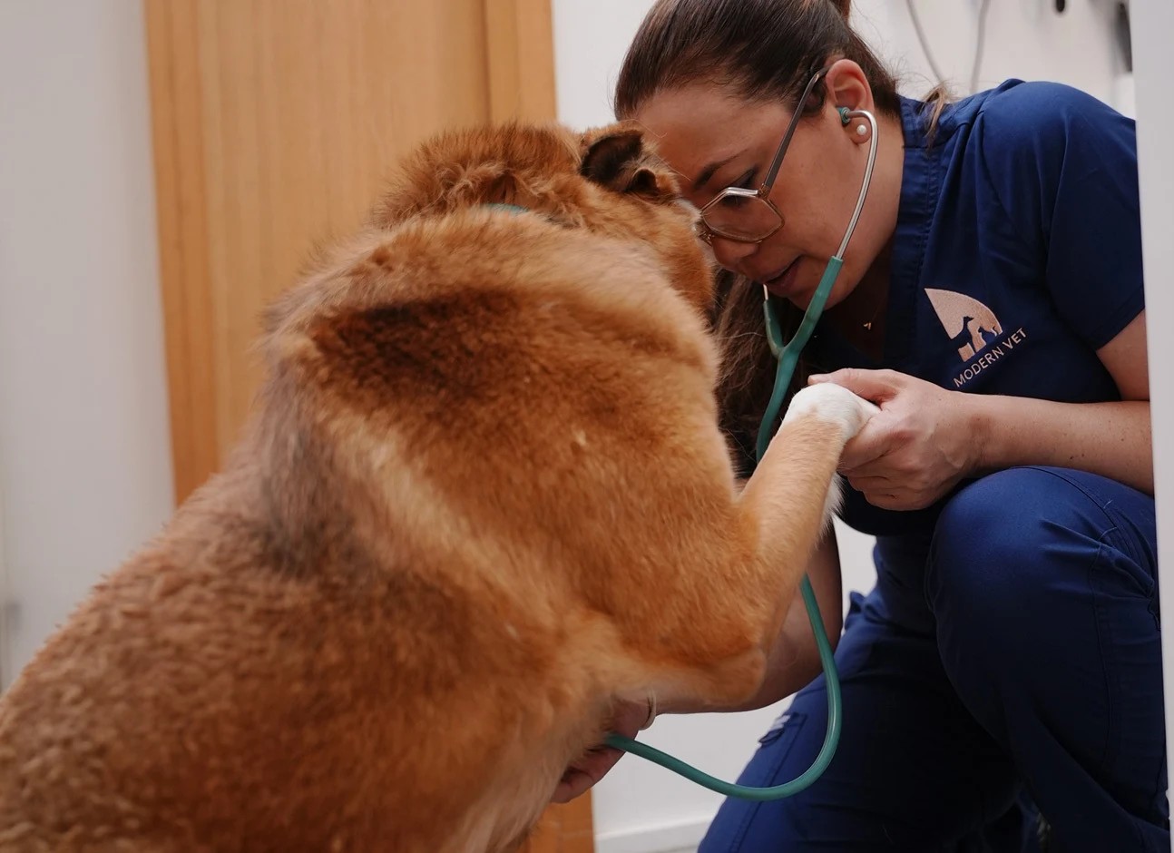OBESITY IN DOGS