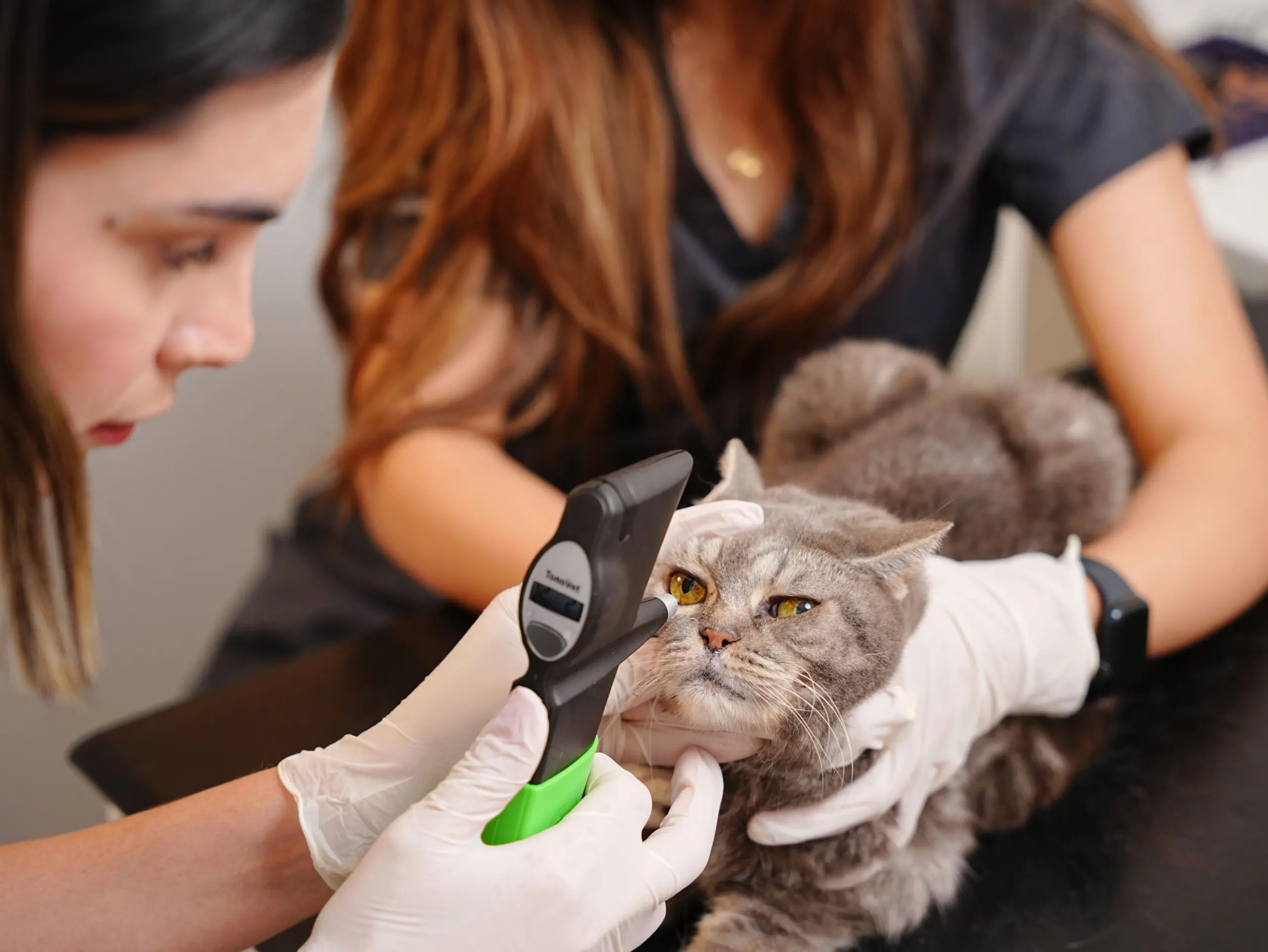 cat-img